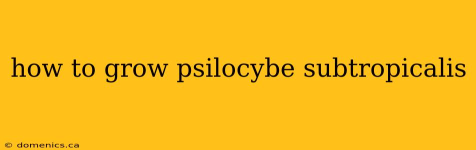 how to grow psilocybe subtropicalis