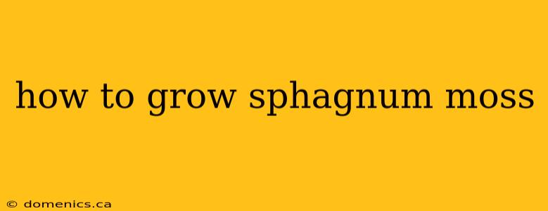 how to grow sphagnum moss