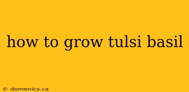 how to grow tulsi basil