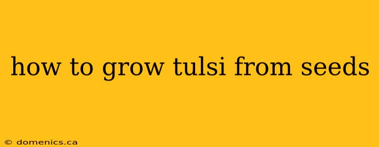 how to grow tulsi from seeds