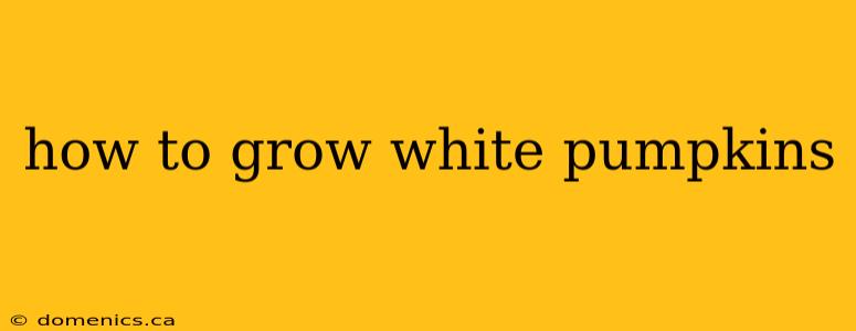 how to grow white pumpkins