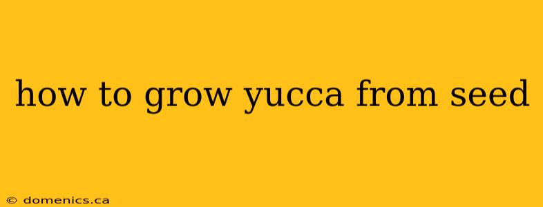 how to grow yucca from seed