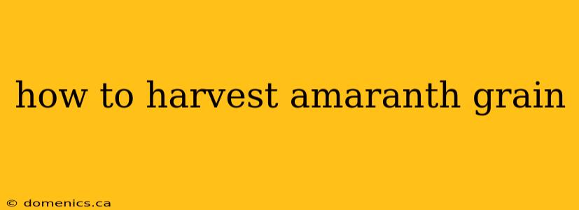 how to harvest amaranth grain