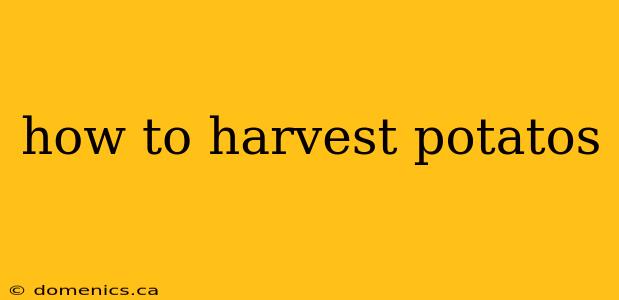 how to harvest potatos