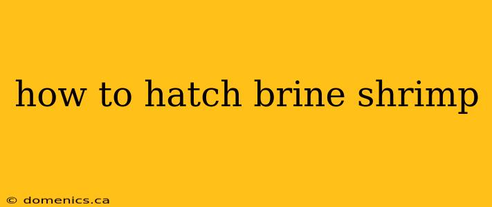 how to hatch brine shrimp