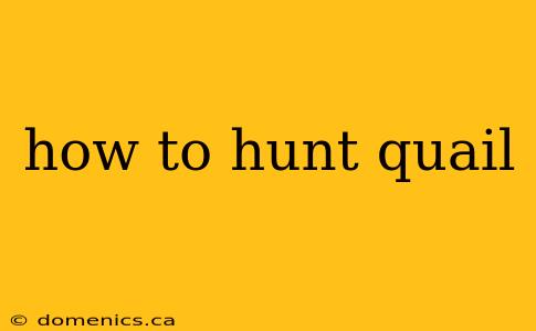 how to hunt quail