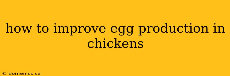 how to improve egg production in chickens