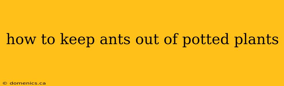 how to keep ants out of potted plants