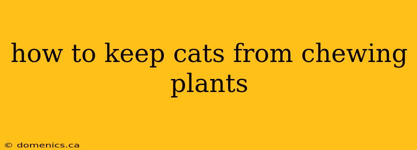 how to keep cats from chewing plants