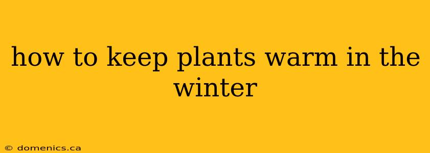 how to keep plants warm in the winter