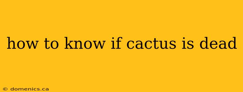 how to know if cactus is dead