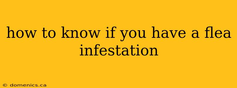 how to know if you have a flea infestation