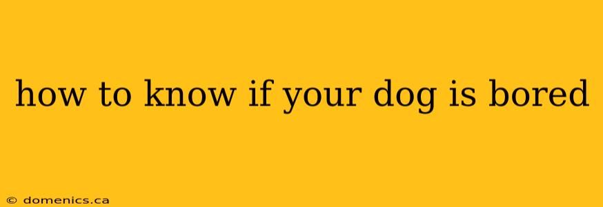 how to know if your dog is bored