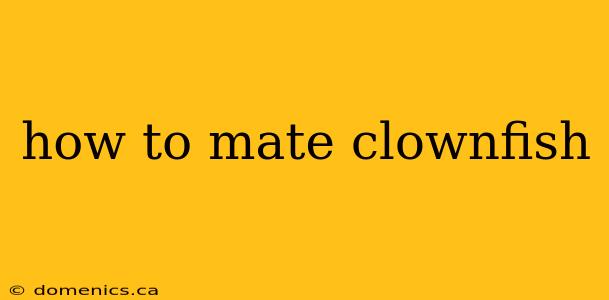 how to mate clownfish