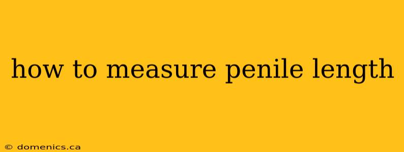 how to measure penile length