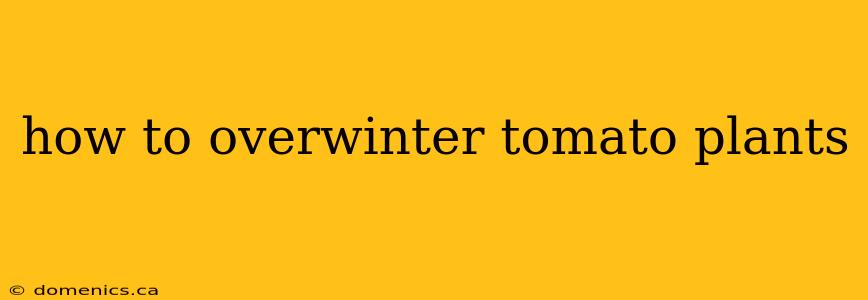 how to overwinter tomato plants