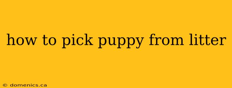 how to pick puppy from litter