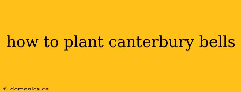 how to plant canterbury bells