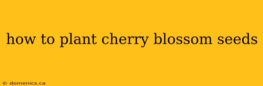 how to plant cherry blossom seeds