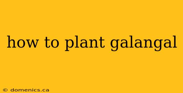 how to plant galangal