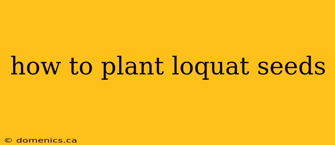 how to plant loquat seeds