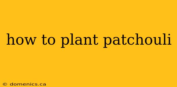 how to plant patchouli