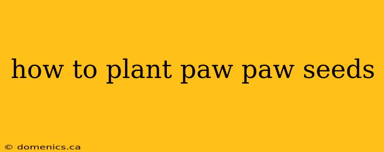 how to plant paw paw seeds