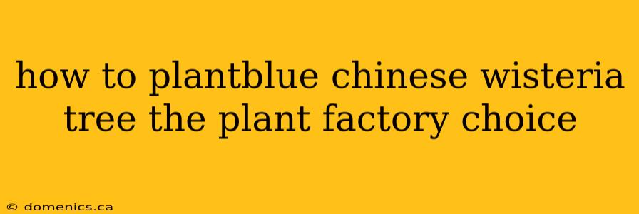 how to plantblue chinese wisteria tree the plant factory choice