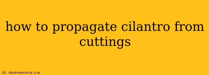 how to propagate cilantro from cuttings