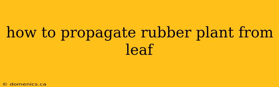 how to propagate rubber plant from leaf