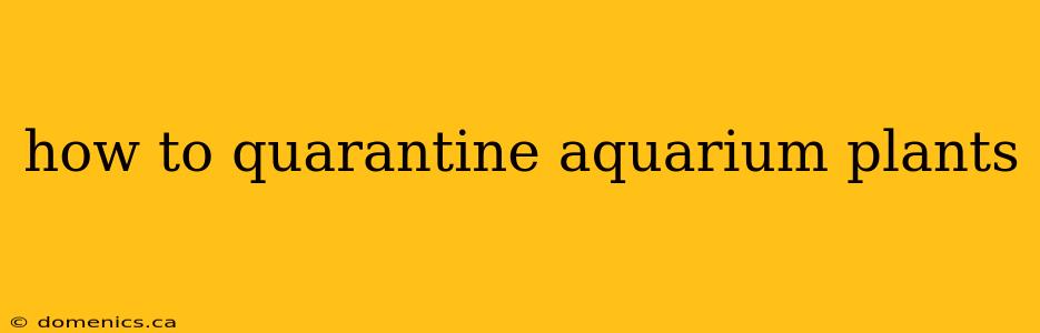 how to quarantine aquarium plants