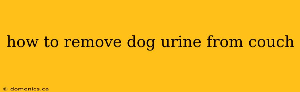 how to remove dog urine from couch