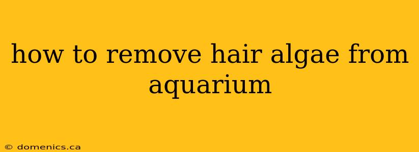 how to remove hair algae from aquarium