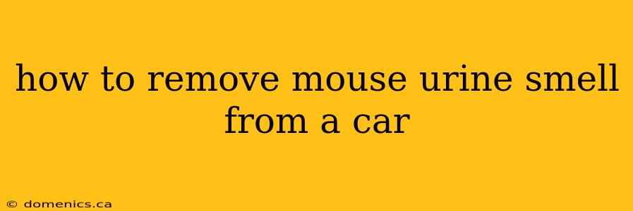 how to remove mouse urine smell from a car