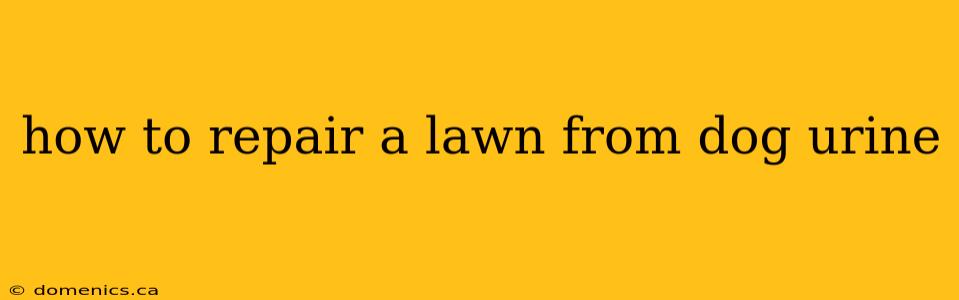 how to repair a lawn from dog urine