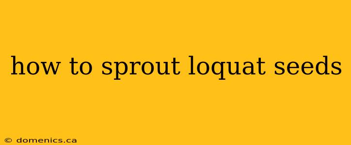 how to sprout loquat seeds