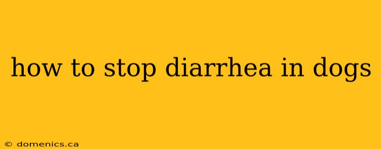 how to stop diarrhea in dogs