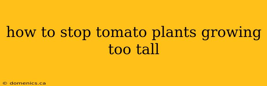 how to stop tomato plants growing too tall