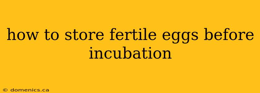 how to store fertile eggs before incubation