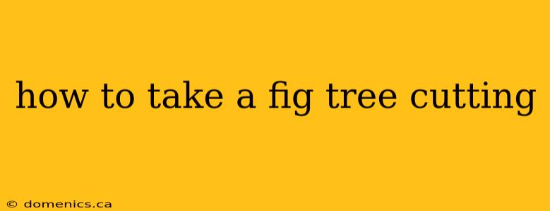 how to take a fig tree cutting