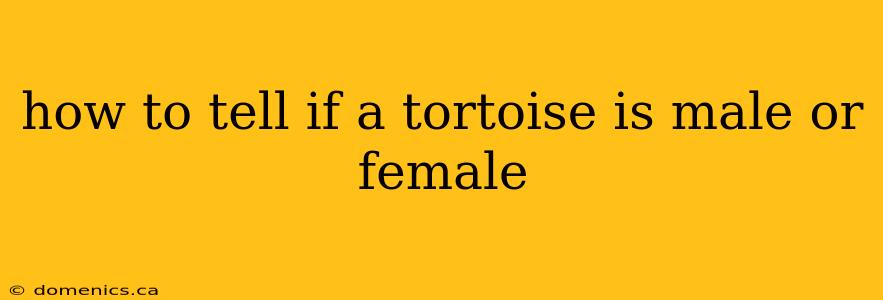 how to tell if a tortoise is male or female