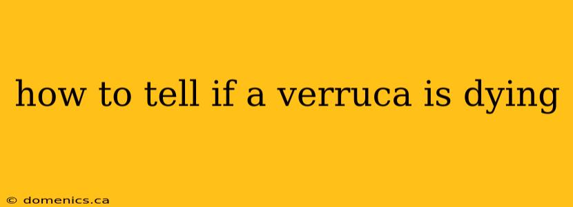 how to tell if a verruca is dying