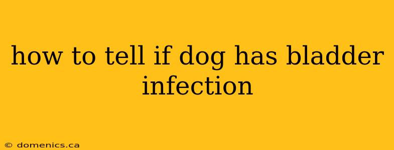 how to tell if dog has bladder infection