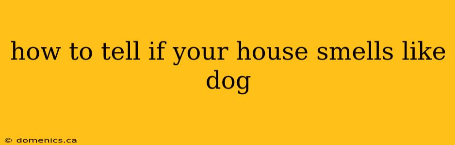 how to tell if your house smells like dog