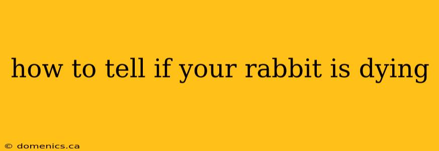 how to tell if your rabbit is dying