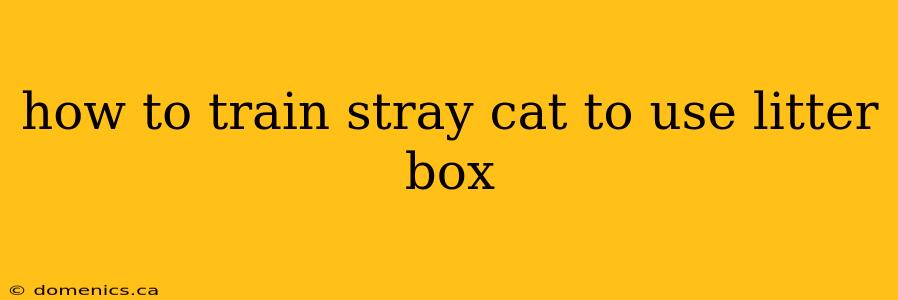 how to train stray cat to use litter box