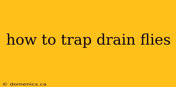 how to trap drain flies