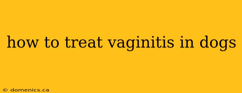 how to treat vaginitis in dogs