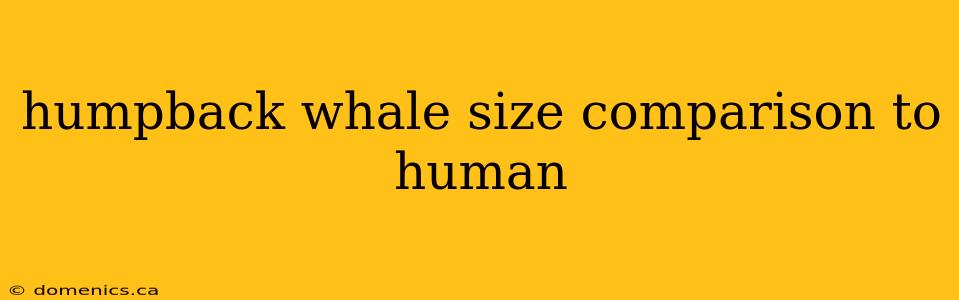 humpback whale size comparison to human