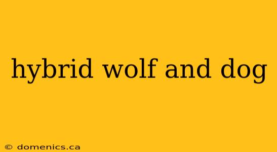 hybrid wolf and dog